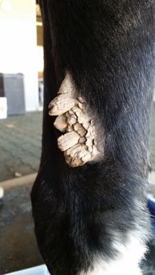 Pro Equine Grooms - Chestnuts and Ergots