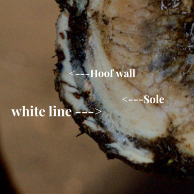 Pro Equine Grooms - Horse Hoof Abscesses