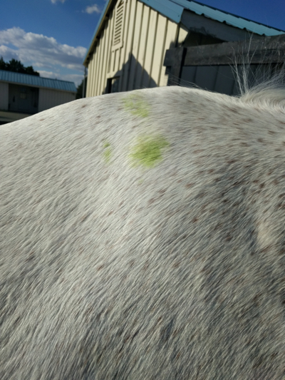 Pro Equine Grooms How To Get Rid Of Grass Stains On Your Horse Grass Stain Wither Jpg
