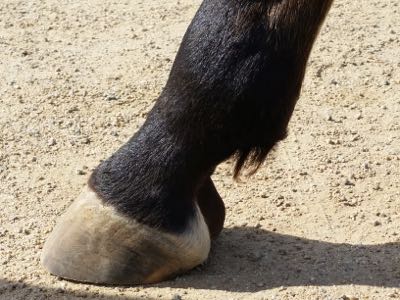 Pro Equine Grooms Grooming Your Horse S Fetlocks And Feathers
