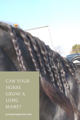 Pro Equine Grooms - Growing a Long Mane