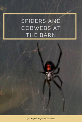 pro equine grooms dealing with cobwebs and spiders at the barn
