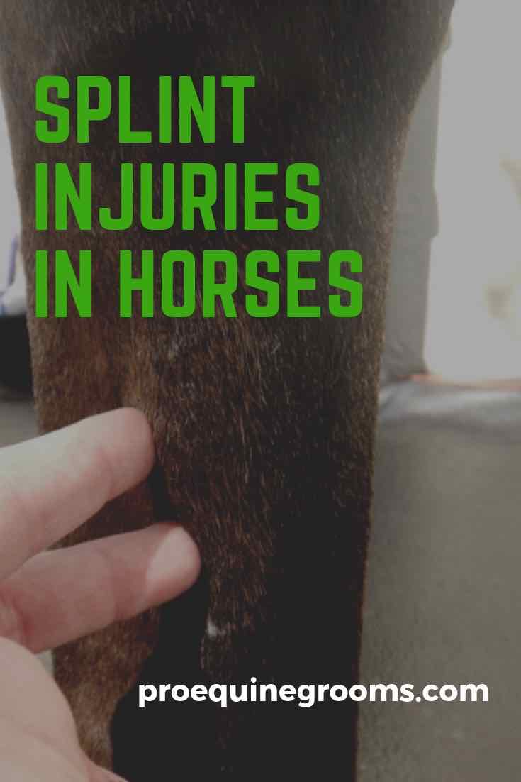 Pro Equine Grooms Horse Splints 101 Splint Injuries in Horses