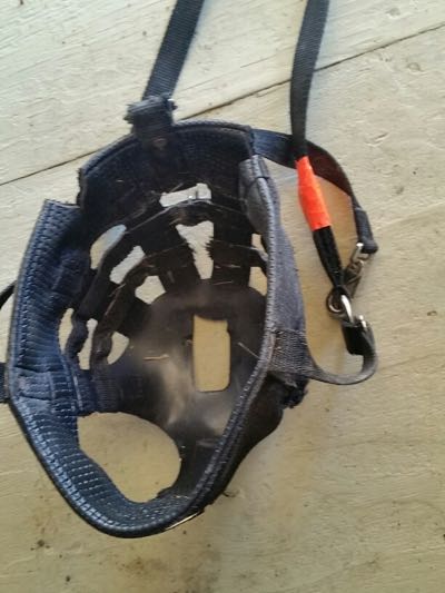Pro Equine Grooms - Does Your Horse Need a Grazing Muzzle?