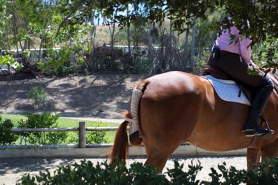 protects the dock from injury Braids secured Tail Bag for Horse