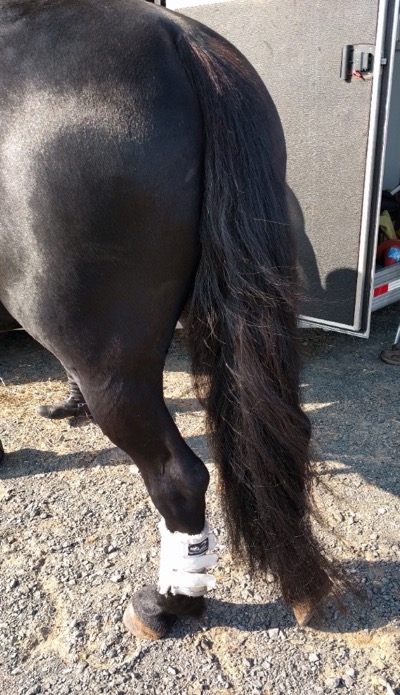 Pro Equine Grooms Does Your Horse Have Too Much Tail
