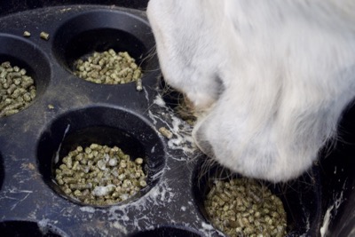 Pro Equine Grooms Should You Feed Your Horse S Hay Or Grain First