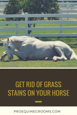 Pro Equine Grooms How To Get Rid Of Grass Stains On Your Horse Get Rid Of Grass Stains Horse Canva Jpg
