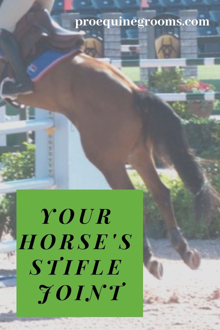 Pro Equine Grooms An Intro to Your Horse's Stifle Joint!