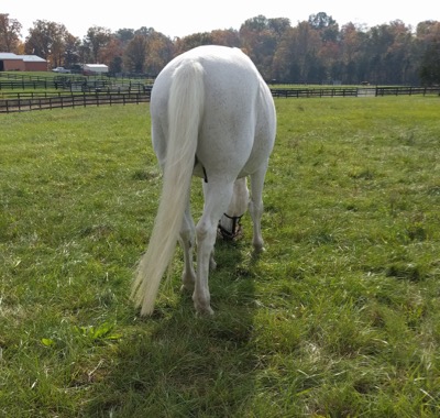 Pro Equine Grooms Can Your Horse Grow Really Long Hair