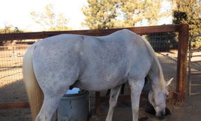 pro equine grooms got dapples