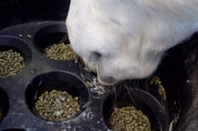 Pro Equine Grooms Preventing Choke In Horses