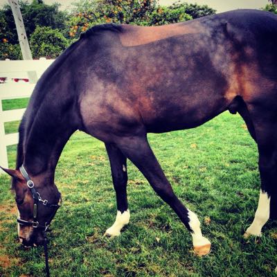 pro equine grooms got dapples