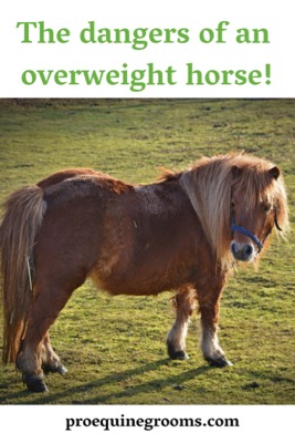 Overugging Horse Risks Pro Equine Grooms - The Health Dangers to an Overweight Horse