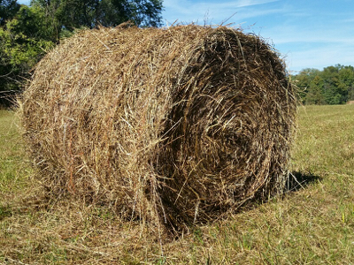 horse hay